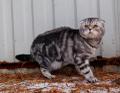 Вислоухий котик приглашает на вязку прямоушек кошек