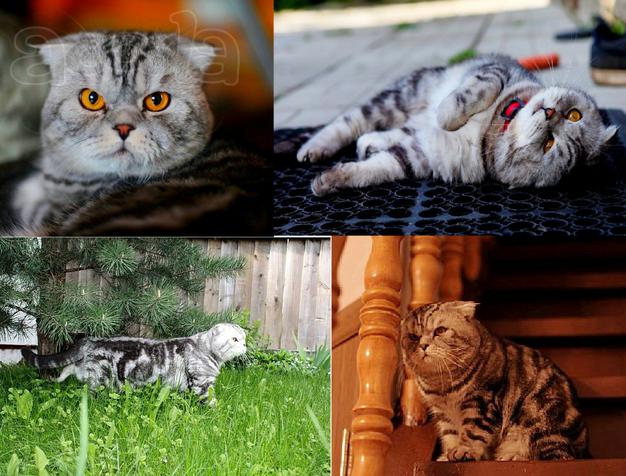 Вязка. Крупный шотландский котик ищет кошечку
