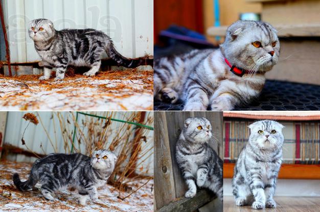 Вязка с шотландским вислоухим мачо котом, хотите котяток вам к нам