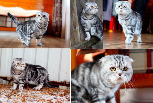 Вязка. Шотландский вислоухий мраморный красавец кот ищет подругу кошку