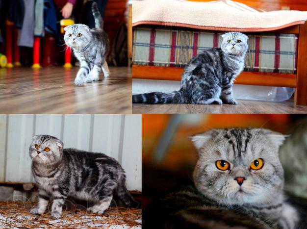 Вязка. Шотландский вислоухий мраморный красавец кот ищет подругу