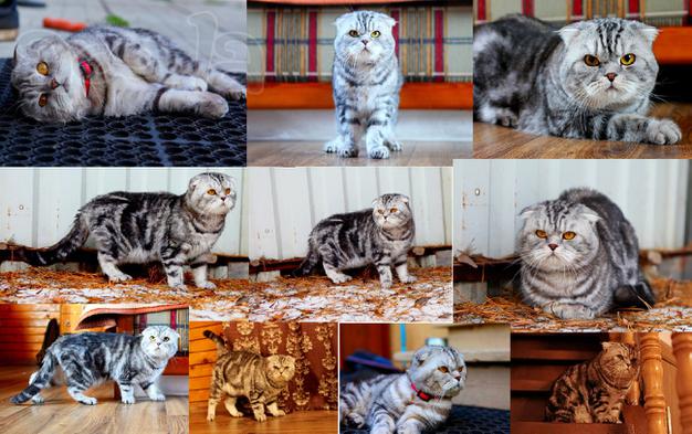 Вязка! Вислоухий шотландский мужичок ждет невесту
