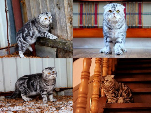 Вязка с очень красивым шотландским вислоухим котом, котята от него чудо