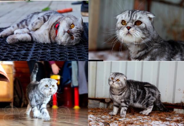 Вязка. Шотландский вислоухий кот красавчик ищет подругу для вязки.