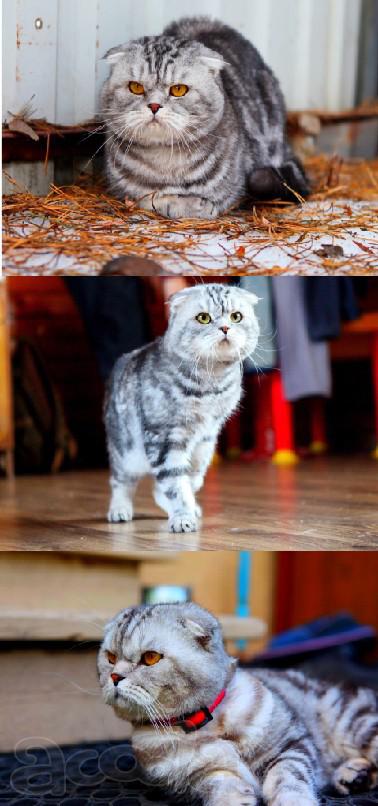 Вязка. Шотландский вислоухий котик ищет подругу для вязки.