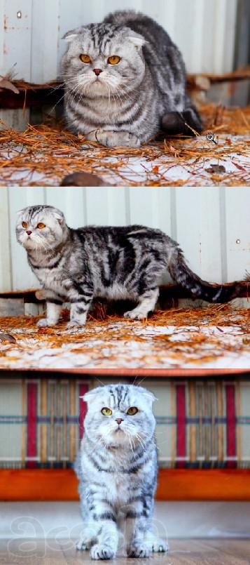 Вязка. Шотландский вислоухий кот ждет кошечек прямоушек