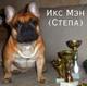 Чемпион России для вязки