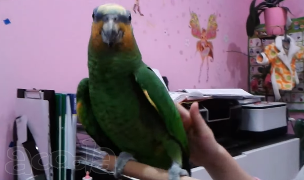 Амазон венесуэльский