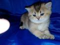 Золотые британские котята