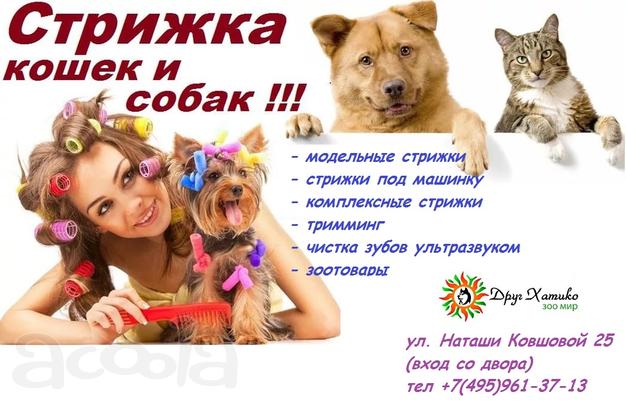 Стрижки собак и кошек и чистка зубов ультразвуком