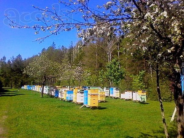 Пчелопакеты, пчелосемьи