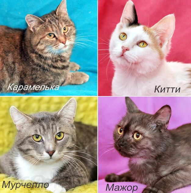 Котятки из приюта всех мастей. Мохнатым шалунам нужен дом