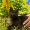 Замечательная кошечка Алиса в добрые руки!