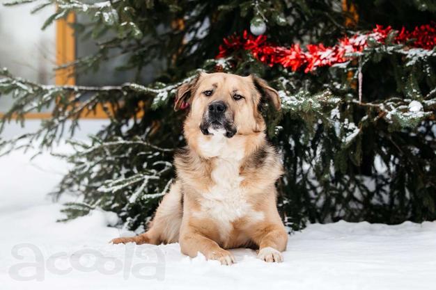 Дынечка - плюшвый мишка в добрые руки!