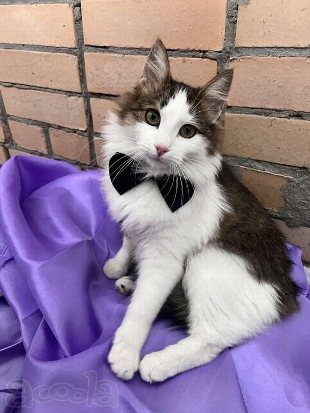 Ласковый котик Рон ищет семью!