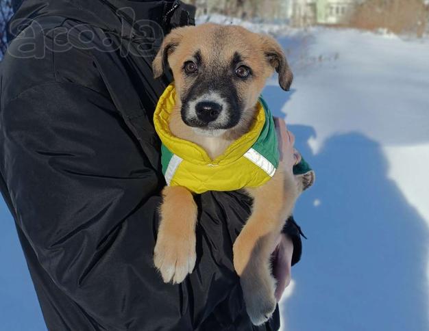 Маленькое счастье - щенок Тишка ищет дом!