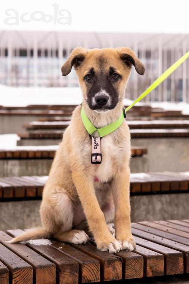 Маленькое счастье - щенок Тишка ищет дом!