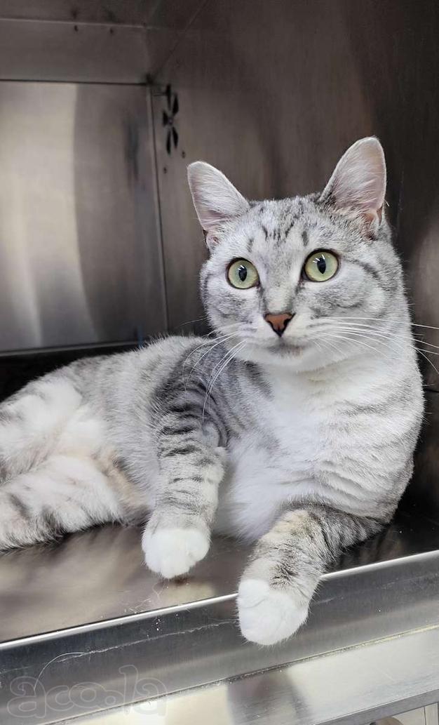 Молодая кошечка Туся в самые добрые руки!