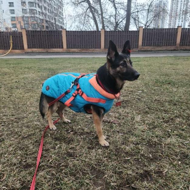 Молодая овчарка Вита в добрые руки!