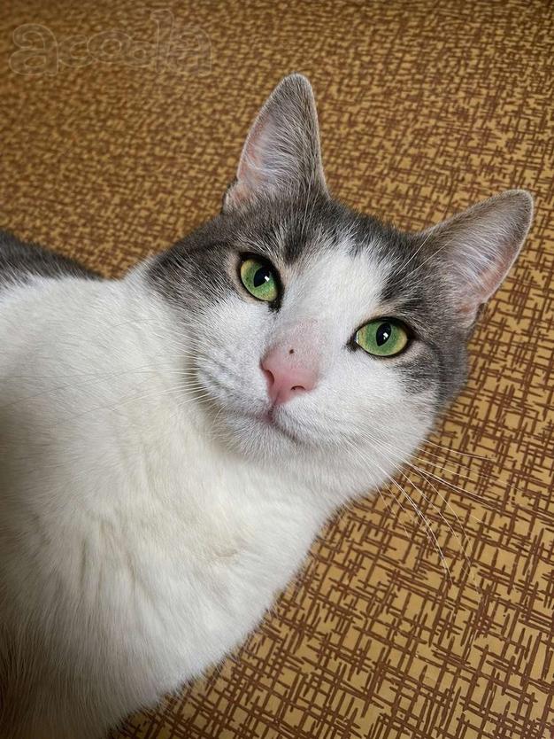 Молодой зеленоглазый кот Федя в добрые руки!