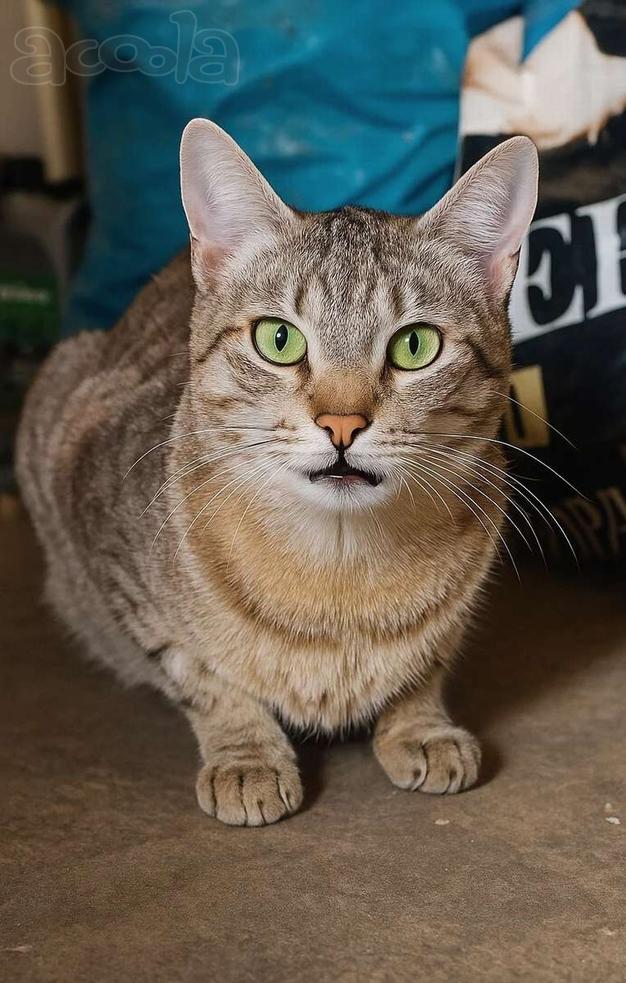 Наимилейший котик Матис ищет любящего хозяина!