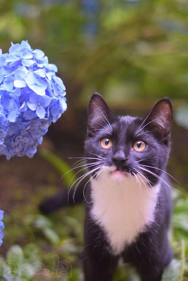 Обаятельный котенок Кузьма в добрые руки!