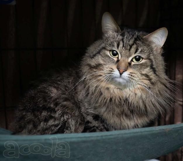 Очаровательный и нежный кот Алистер в добрые руки!