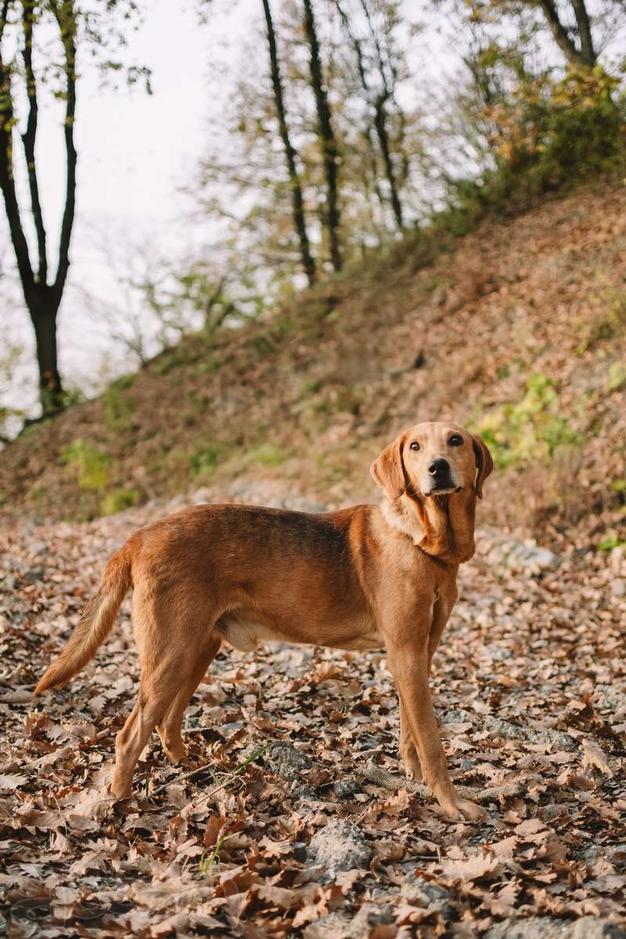 Рыжулик- метис русской гончей в добрые руки!
