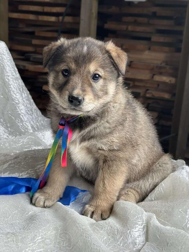 Щенки-медвежата в добрые руки!