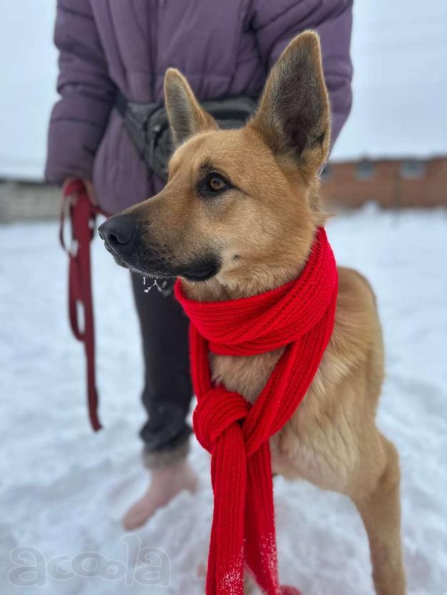 Шикарный парень Майор в добрые руки!