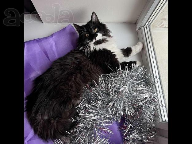 Скромный котик Гарри ищет семью!