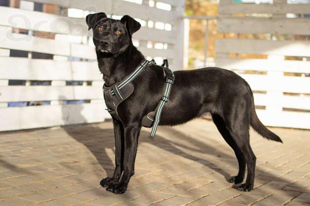 Спасённая со стройки Альма нуждается в любящих хозяевах!