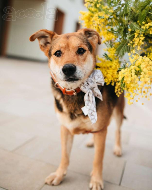 Толстушка ждёт родителей!