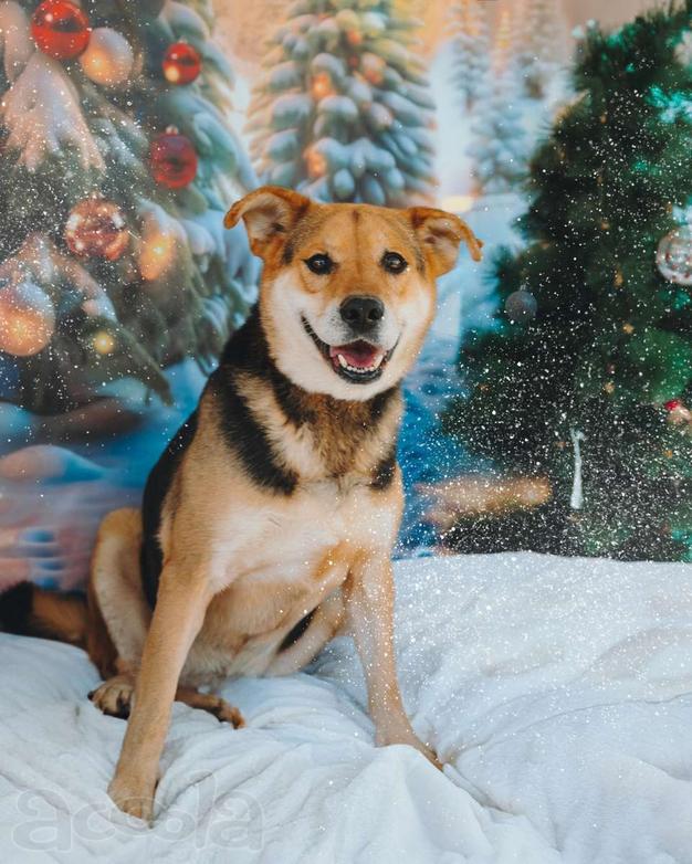 Толстушка ждёт родителей!