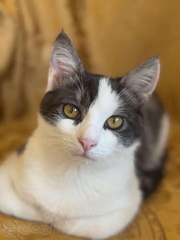 Замечательный котенок Лунтик ищет дом!