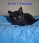 Ласковые и весёлые котята ищут дом!
