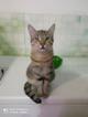 Наимилейший котик Матис ищет любящего хозяина!