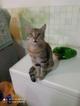 Наимилейший котик Матис ищет любящего хозяина!