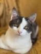 Замечательный котенок Лунтик ищет дом!