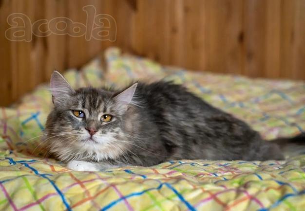 Кошечка Сьюзи ищет любящую семью.