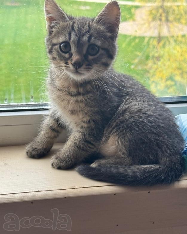 Игривый, любознательный и очень милый малыш Барсик ищет дом.