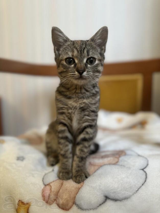 Любопытная и нежная Тоси ищет дом (2 мес)