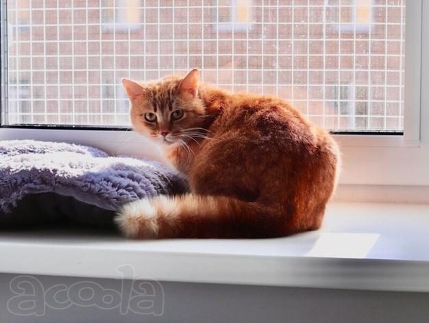 Ищет дом красивая рыжая кошечка.