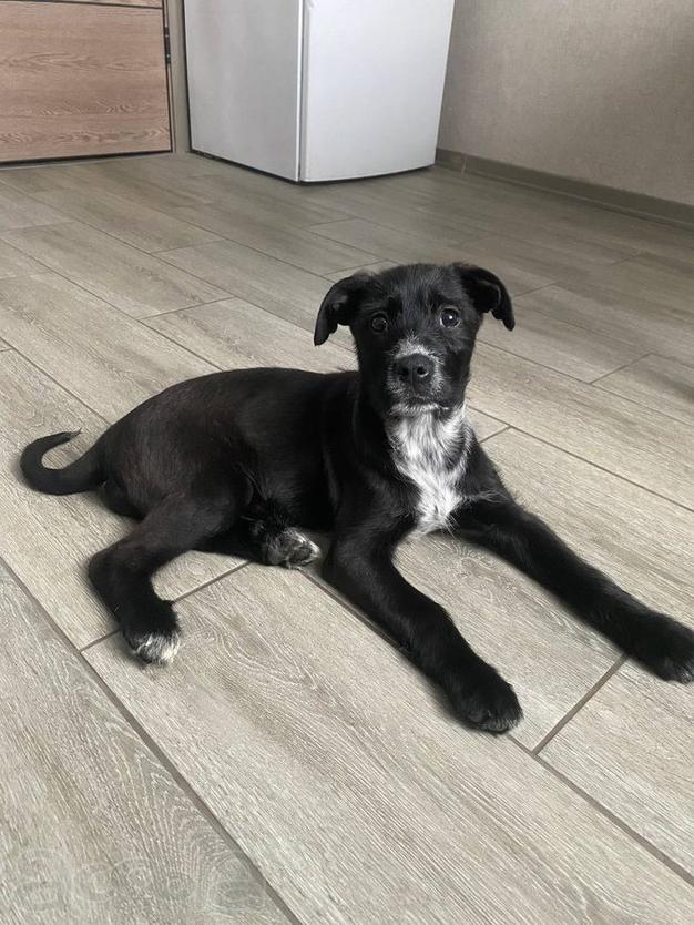 Ищут дом чудесные щенки Арчи, Оскар и Тея.