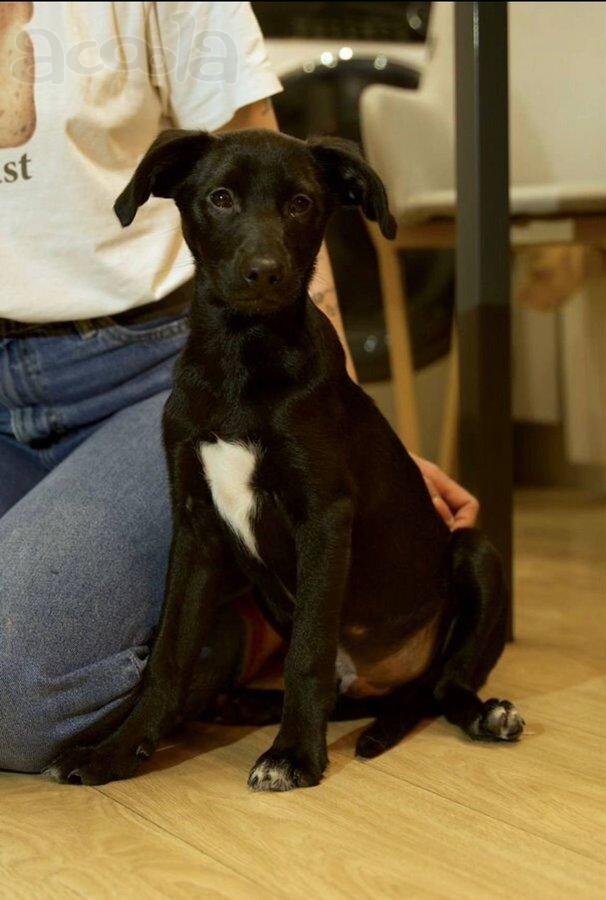 Щенок ищет свою семью.