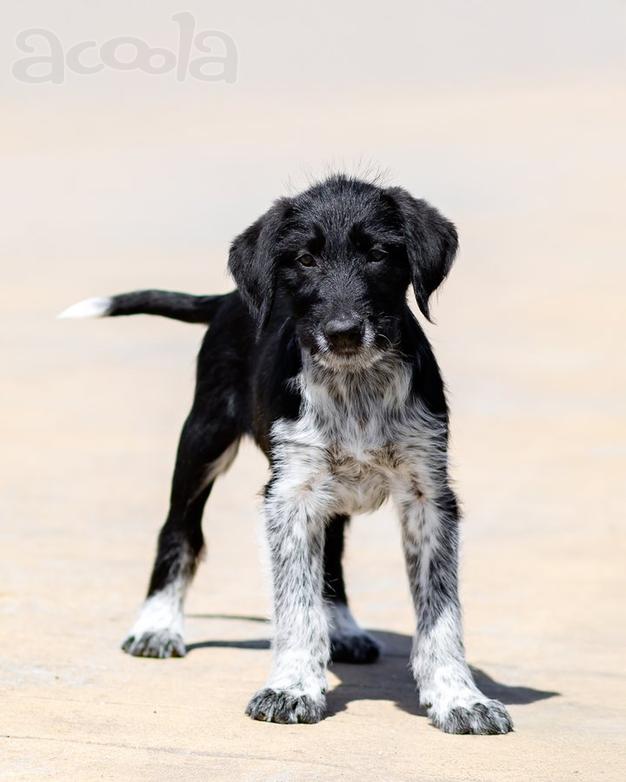 Щеночки ищут дом.