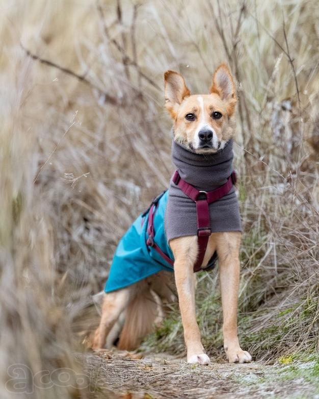 Лили ищет дом! В добрые руки.