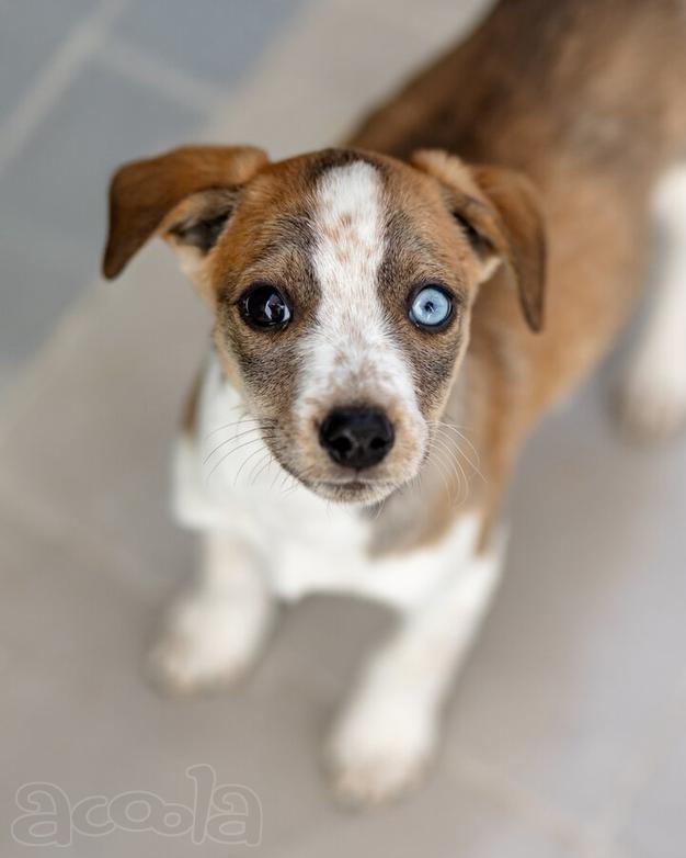 Пять маленьких сердец ищут дом.