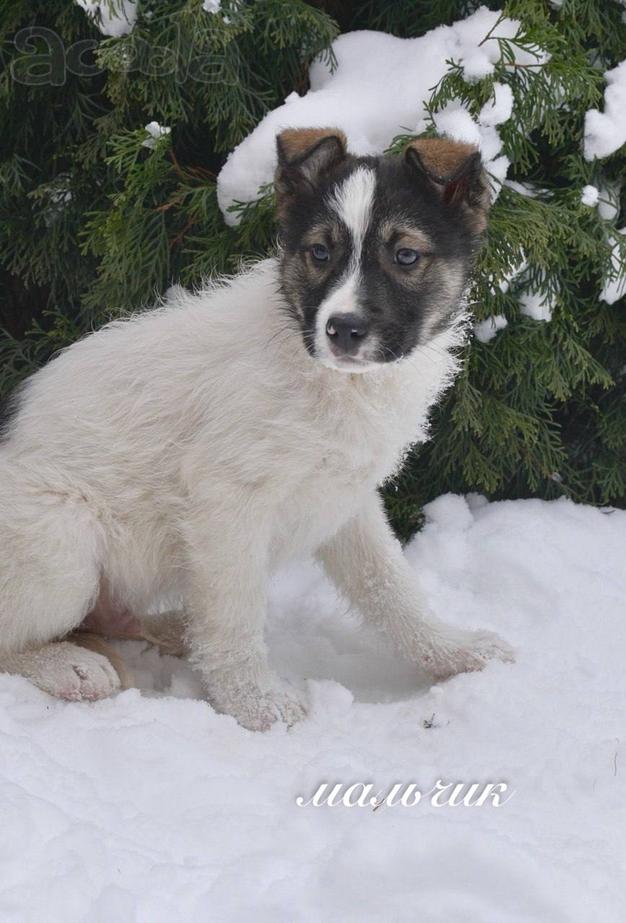 Семь замечательных щеночков ищут дом.