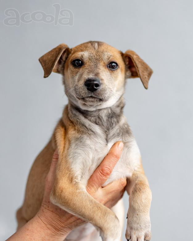 Четверо чудесных щенков ищут дом.